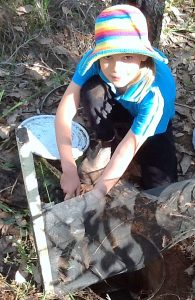 Investigating Biodiversity: Amelia Glass maintains the pitfall traps.