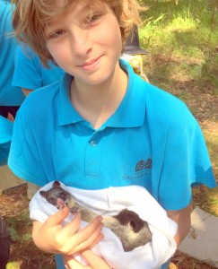 Possum Magic: Teddie R (Yr 5) cradled a baby possum in‘BioBlitz’ 
