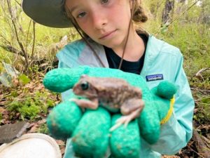 MRIS works to save critically endangered frogs 3 MRIS works to save critically endangered frogs 3